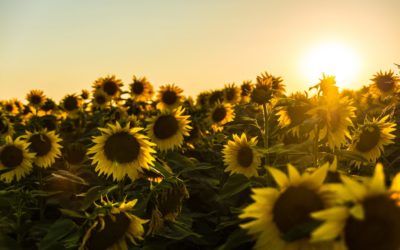 Tips For Moving In The Heat Of Summer