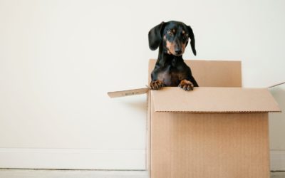 How To Find The Best Mover In London Ontario